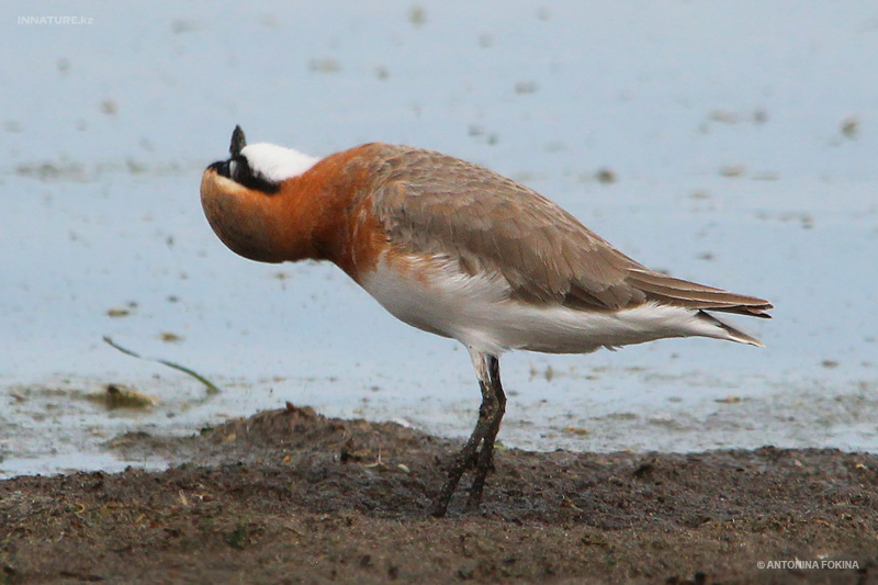 charadrius-mongolus_02.jpg