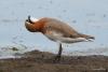 charadrius-mongolus_02_t1.jpg