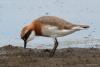 charadrius-mongolus_03_t1.jpg