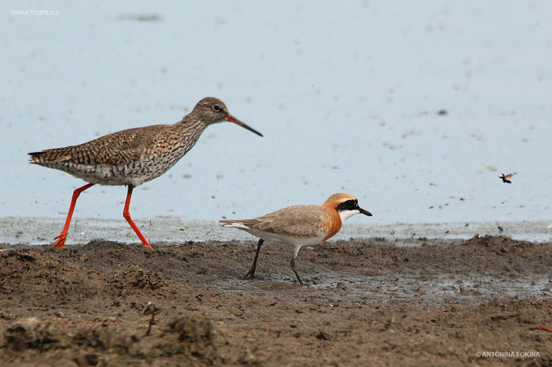 charadrius-mongolus_04.jpg
