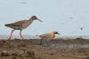 charadrius-mongolus_04_t1.jpg