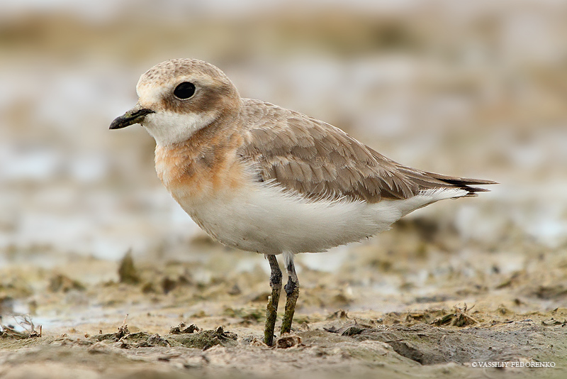 charadrius-mongolus_05_1.jpg