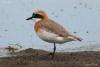 charadrius-mongolus_05_t1.jpg