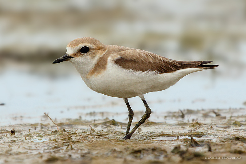 charadrius-mongolus_06.jpg