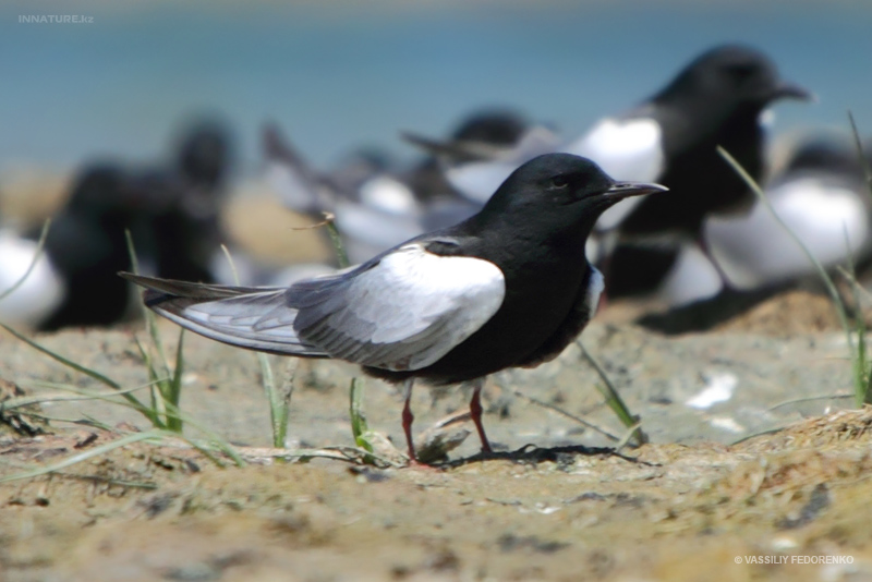 chlidonias-leucopterus_03.jpg