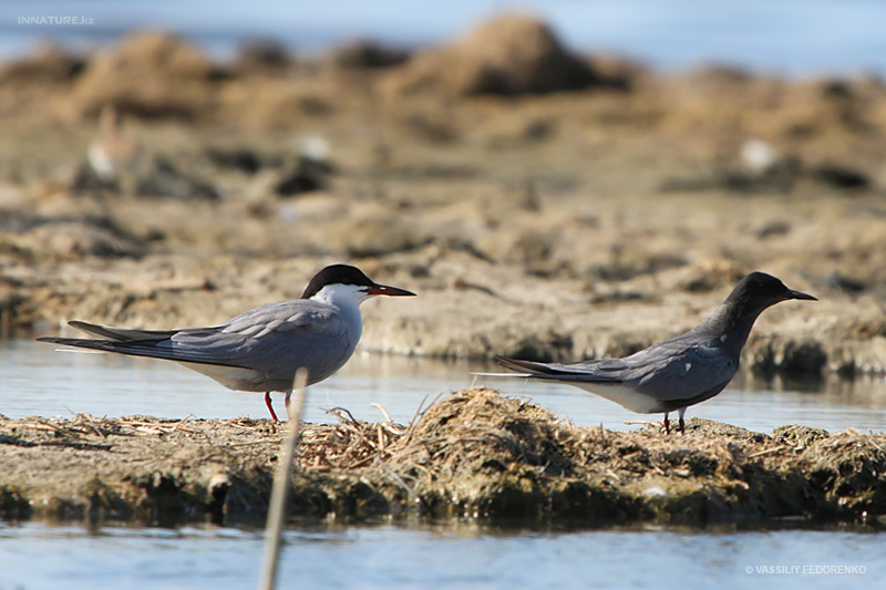 chlidonias-niger_02.jpg