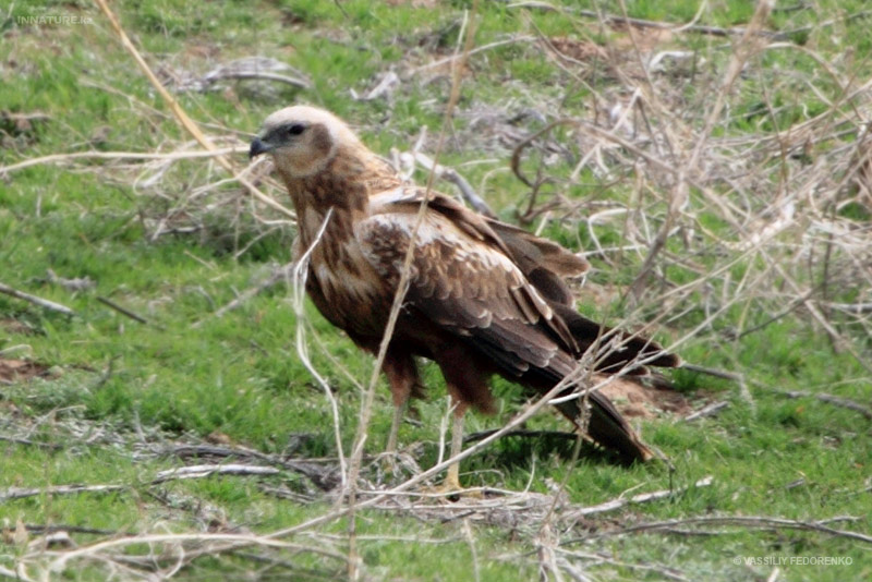 circus-aeruginosus_01.jpg