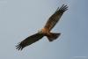 circus-aeruginosus_01_t1_1.jpg