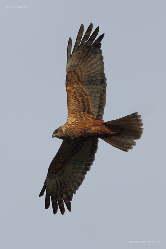 circus-aeruginosus_02.jpg