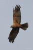 circus-aeruginosus_02_t1.jpg