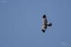 circus-cyaneus_02_t1.jpg