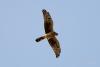 circus-macrourus_01_t1.jpg