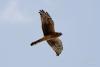 circus-macrourus_02_t1.jpg