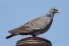 columba-oenas_01_t1.jpg
