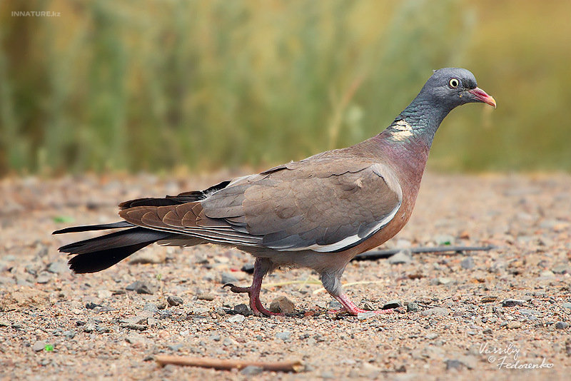 columba-palumbus_01_1.jpg