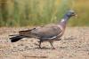 columba-palumbus_01_t1_1.jpg