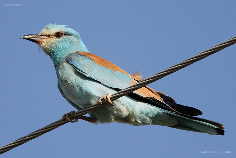 coracias-garrulus_01.jpg