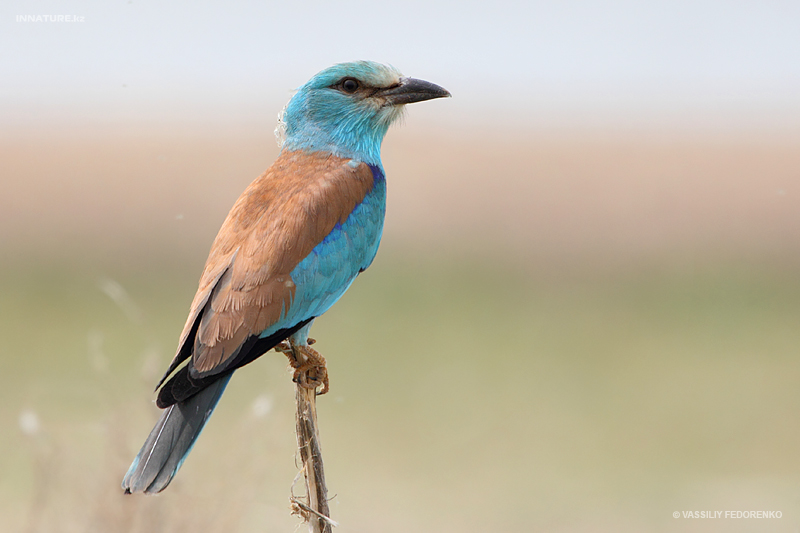 coracias-garrulus_01_1.jpg
