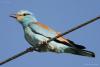 coracias-garrulus_01_t1.jpg