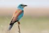 coracias-garrulus_01_t1_1.jpg