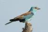 coracias-garrulus_01_t1_2.jpg