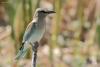 coracias-garrulus_01_t1_3.jpg