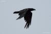 corvus-corax_02_t1.jpg