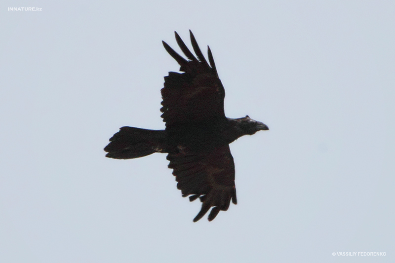 corvus-corax_03.jpg