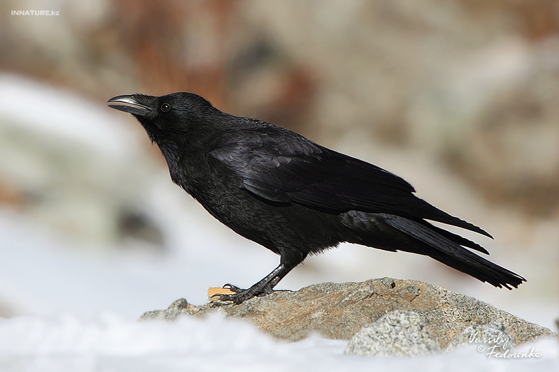 corvus-corone_01_2.jpg