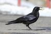 corvus-corone_02_t1.jpg