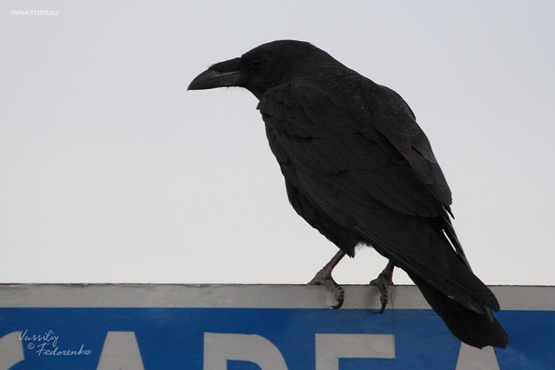 corvus-ruficollis_01.jpg