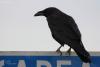 corvus-ruficollis_01_t1.jpg