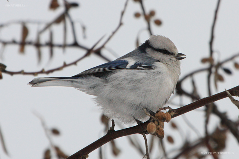 cyanistes-cyanus_01.jpg