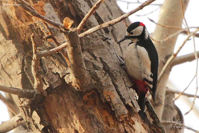 dendrocopos-leucopterus_01.jpg