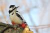 dendrocopos-leucopterus_01_t1_1.jpg