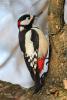 dendrocopos-leucopterus_02_t1.jpg