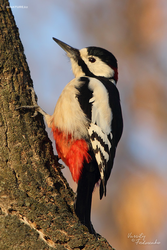 dendrocopos-leucopterus_03.jpg