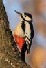 dendrocopos-leucopterus_03_t1.jpg