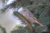 emberiza-cia_01_t1.jpg