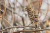 emberiza-citrinella_01_t1_1.jpg