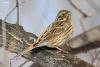 emberiza-citrinella_01_t1_2.jpg