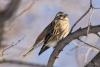 emberiza_02_t1.jpg