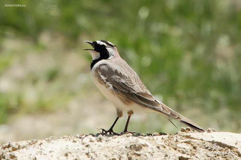 eremophila-alpestris_01.jpg