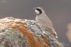 eremophila-alpestris_01_t1_1.jpg