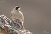 eremophila-alpestris_02_t1.jpg