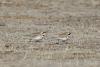 eremophila-alpestris_04_t1.jpg