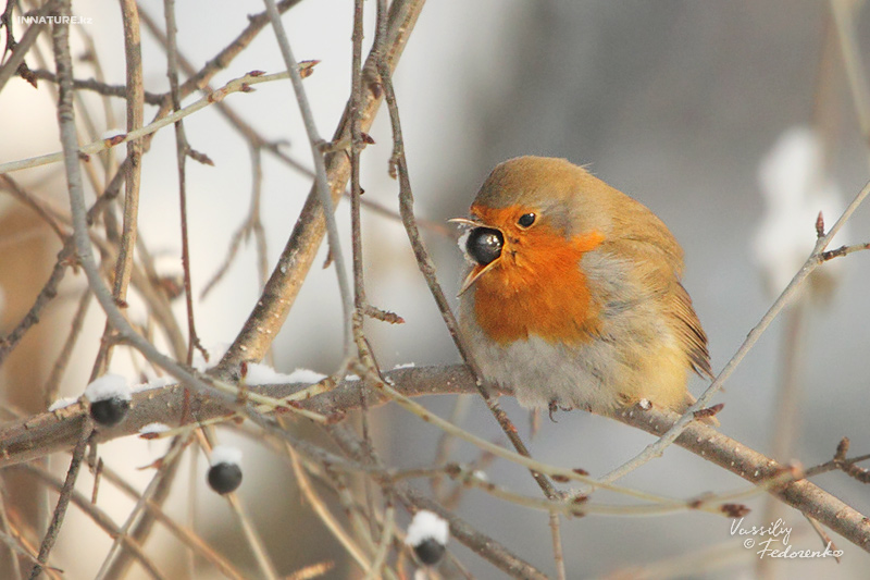 erithacus-rubecula_01_1.jpg