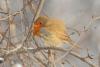 erithacus-rubecula_02_t1_1.jpg
