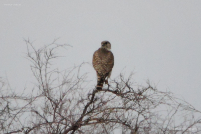 falco-cherrug_01.jpg
