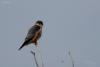 falco-columbarius_01_t1.jpg